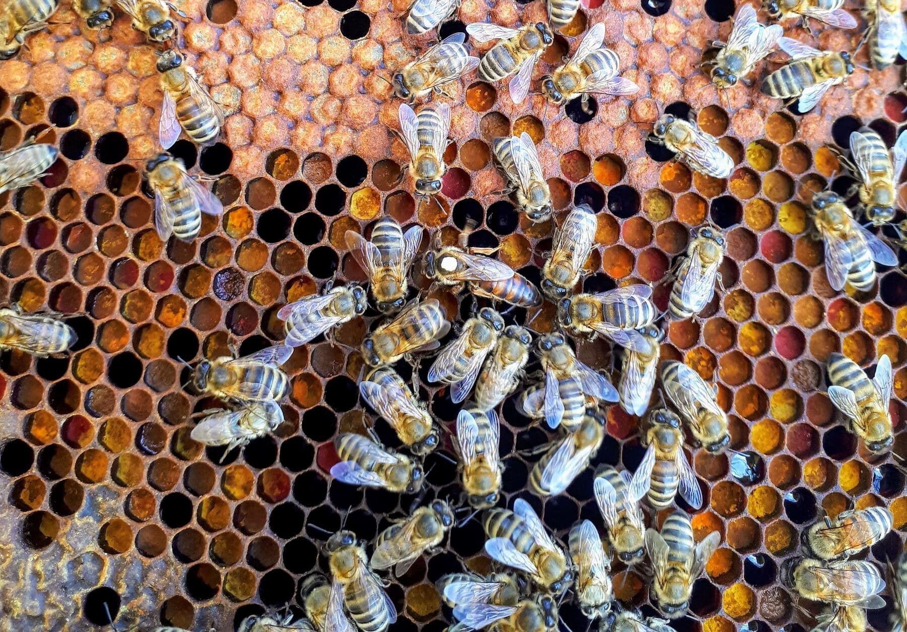 Zázračný dar od včiel: ako propolis pozitívne ovplyvňuje vaše zdravie