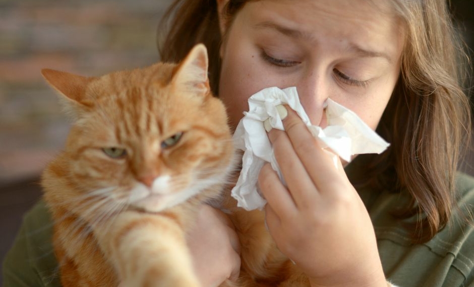 Alergia na mačky Príčiny príznaky a liečba