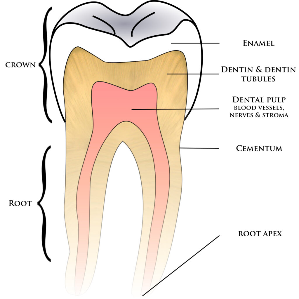 Anatomia zuba