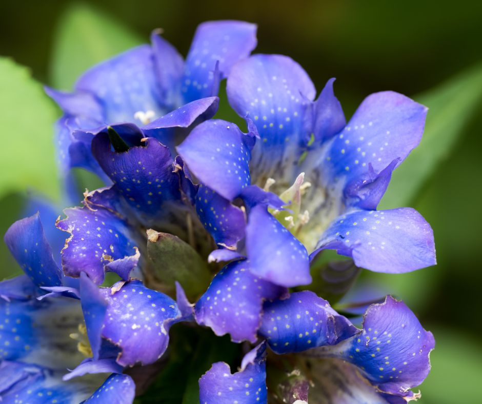 Kvet horca je jednym z najkrajsich v rastlinnej risi