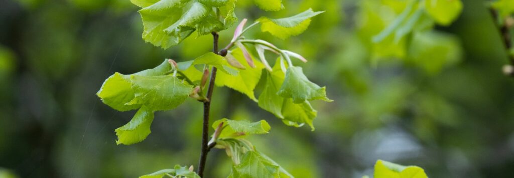 Lipa malolista je povodnym druhom stromu vo vacsine europskych krajin a je dobre prisposobena sirokemu spektru podmienok