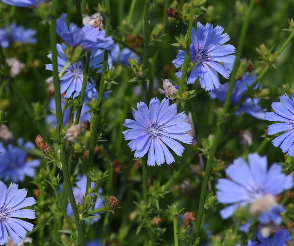 Rastlina cakanka rastie do vysky priblizne 1 az 1 5 metra a je znama svojimi krasnymi modrymi kvetmi ktore su jasne viditelne pocas letnych mesiacov 2
