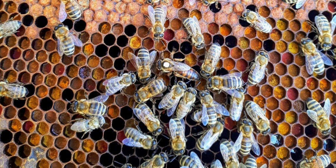 Zázračný dar od včiel: ako propolis pozitívne ovplyvňuje vaše zdravie