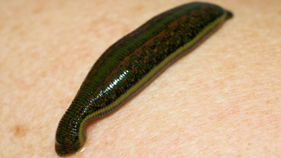 Lekárske pijavice, známe aj ako Hirudo medicinalis, sú drobné segmentované červy, ktoré patria do rodiny pijavíc. 